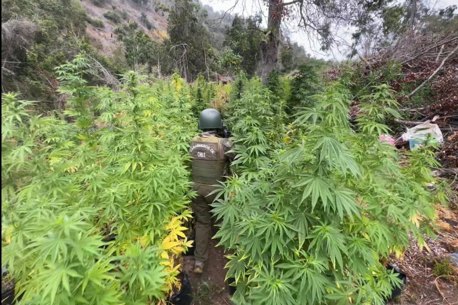 Más de 69 mil plantas de cannabis se han logrado incautar dentro del Plan Cannabis 2024 en la provincia de Petorca.