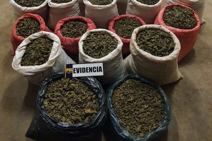 224 kilos de cannabis procesada incauta la PDI que serían distribuidas entre Santiago y Valparaíso